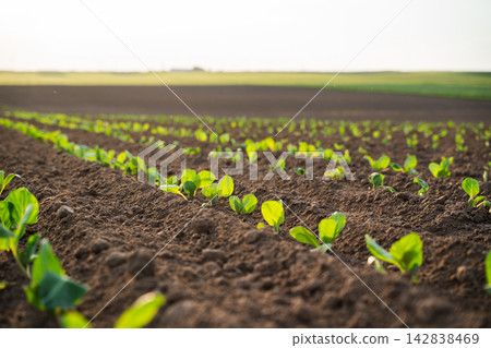Young green agricultural plants growing in rows in healthy brown soil, symbolizing new growth and farming development Young green agricultural plants growing in rows in healthy brown soil, symbolizing new growth and farming development 142838469