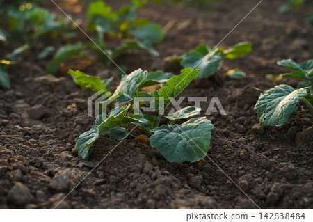 Low angle view of oilseed rapeseed and canola seedlings growing in agricultural soil during golden hour farming landscape Low angle view of oilseed rapeseed and canola seedlings growing in agricultural soil during golden hour farming landscape 142838484