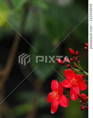 帝金櫻的紅色花瓣和水滴(山口縣,景深堆疊微距攝影) 帝金櫻的紅色花瓣和水滴(山口縣,景深堆疊微距攝影) 142838649