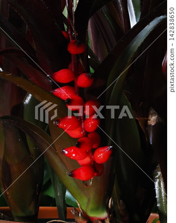 這是四月在山口縣植物園拍攝的 Aechmea foster 最喜歡的亮紅色漿果的照片(焦點堆疊微距)。 這是四月在山口縣植物園拍攝的 Aechmea foster 最喜歡的亮紅色漿果的照片(焦點堆疊微距)。 142838650