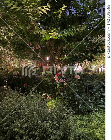 夜晚燈光映照下鬱鬱蔥蔥的花園景色 142838668