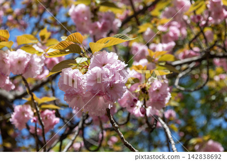 The elegant blossoms of the Satozakura "Kokonoe" cherry tree bloom profusely in the refreshing spring sky. The elegant blossoms of the Satozakura "Kokonoe" cherry tree bloom profusely in the refreshing spring sky. 142838692
