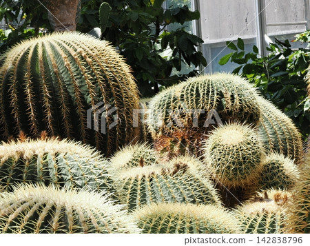 A photograph taken in April at a botanical garden in Yamaguchi Prefecture, capturing the sharp spines and dynamic appearance of a cluster of round cacti (focus stacking macro photography). A photograph taken in April at a botanical garden in Yamaguchi Prefecture, capturing the sharp spines and dynamic appearance of a cluster of round cacti (focus stacking macro photography). 142838796