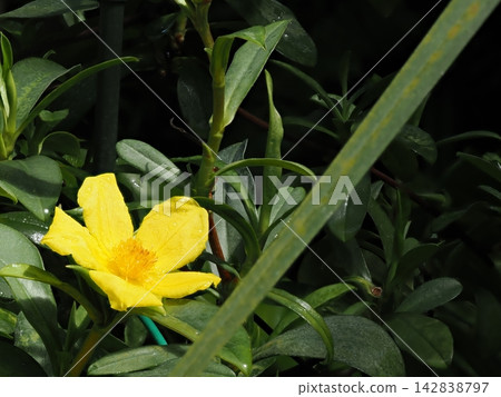 A photograph taken in April at a botanical garden in Yamaguchi Prefecture, showing vibrant yellow flowers in bloom bathed in sunlight and lush green leaves (focus stacking macro photography). A photograph taken in April at a botanical garden in Yamaguchi Prefecture, showing vibrant yellow flowers in bloom bathed in sunlight and lush green leaves (focus stacking macro photography). 142838797