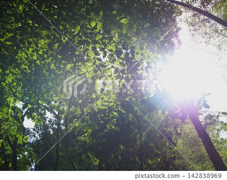 The scenery of sunlight filtering through the gaps in the lush green leaves of a deep forest. The scenery of sunlight filtering through the gaps in the lush green leaves of a deep forest. 142838969