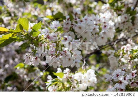 Bathed in the spring sunlight, the lovely white and pink double cherry blossoms bloom in plump, dense clusters. Bathed in the spring sunlight, the lovely white and pink double cherry blossoms bloom in plump, dense clusters. 142839008