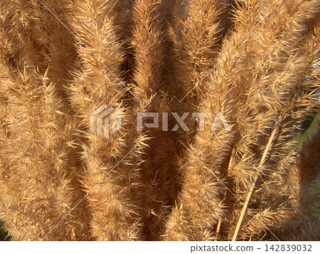 close-up of fluffy golden dead wood 142839032