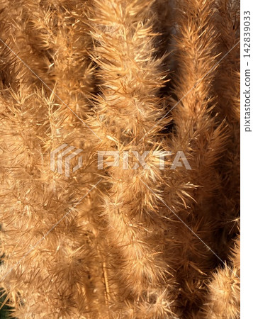autumn natural floral arrangements. A large bouquet of golden dried pampas grass outdoors in the sunlight. boho home decor autumn natural floral arrangements. A large bouquet of golden dried pampas grass outdoors in the sunlight. boho home decor 142839033