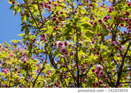 【品種:菊櫻】一種花朵蓬鬆可愛,形狀像小菊花的佐藤櫻。 【品種:菊櫻】一種花朵蓬鬆可愛,形狀像小菊花的佐藤櫻。 142839050