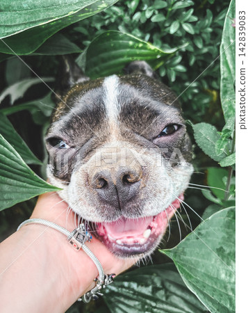 Happy French Bulldog plays in the garden Happy French Bulldog plays in the garden 142839083