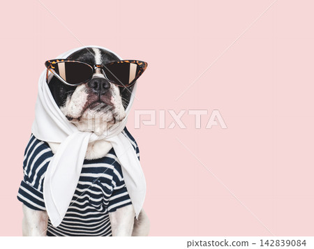 Cute French bulldog wearing sunglasses and a scarf Cute French bulldog wearing sunglasses and a scarf 142839084