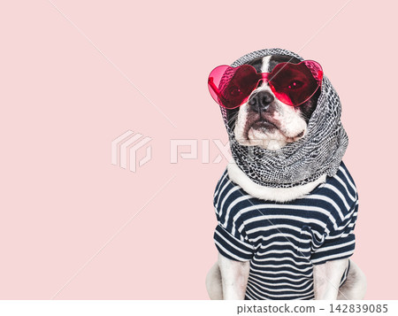 Cute brown French bulldog wearing sunglasses and a scarf Cute brown French bulldog wearing sunglasses and a scarf 142839085