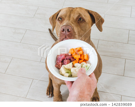 Cute dog patiently waiting for healthy meal with raw meat Cute dog patiently waiting for healthy meal with raw meat 142839089