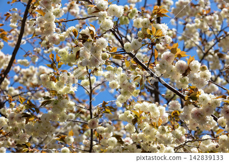 The elusive yellow-green double cherry blossom "Sonosato Kizakura" blooms magnificently under the clear spring sky. The elusive yellow-green double cherry blossom "Sonosato Kizakura" blooms magnificently under the clear spring sky. 142839133