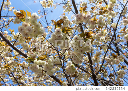 The elusive yellow-green double cherry blossom "Sonosato Kizakura" blooms magnificently under the clear spring sky. The elusive yellow-green double cherry blossom "Sonosato Kizakura" blooms magnificently under the clear spring sky. 142839134