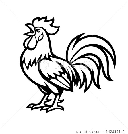 Aggressive Rooster Cock Fighting Bird Vector Illustration Aggressive Rooster Cock Fighting Bird Vector Illustration 142839141
