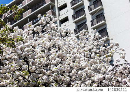 The beautiful, ball-shaped blossoms of the Satozakura cherry tree "Ranran" stand out against the refreshing spring sky and modern apartment buildings. 142839211