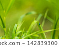 Natural summer photo with green long leaves of cereal grass on one of which colorful bug with body of shiny emerald, blue, green shade rose to top. Background is blurred, illuminated yellow sunlight 142839300