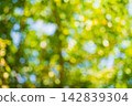 A blurred yellow-green background of tree foliage illuminated by warm yellow sunlight on a summer day in a park or forest. A blank template for graphics or advertising. Bokeh effect 142839304