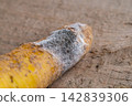 Yellow carrot damaged by colony of black and white mold that has grown over large area. Problems of high-quality and long-term storage of grown crop of agricultural plants, vegetables. 142839306
