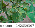 Partially eaten by the larvae of insect pests, twisted green leaves of a fig tree on the branches close-up. A living example of damage and deterioration of crops and crops. 142839307
