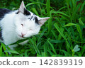Long tall juicy green leaves of cereal grass, which is by eaten by a black and white cat to improve its digestion process. Pet behavior 142839319