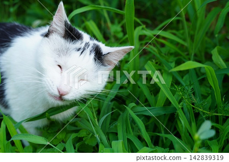 Long tall juicy green leaves of cereal grass, which is by eaten by a black and white cat to improve its digestion process. Pet behavior Long tall juicy green leaves of cereal grass, which is by eaten by a black and white cat to improve its digestion process. Pet behavior 142839319