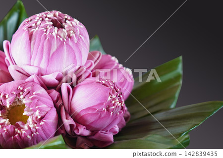 fresh five pink lotus flowers bouquet on pandan leaves on black color background, religion, nature, buddha, ancient, copy space fresh five pink lotus flowers bouquet on pandan leaves on black color background, religion, nature, buddha, ancient, copy space 142839435
