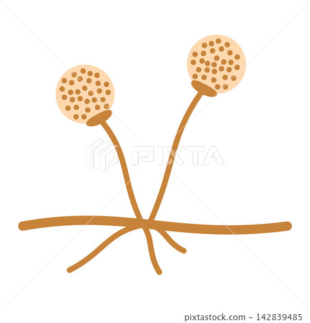 Flat educational illustration of bread mold fungus with sporangia, sporangiophores, and hyphae. Flat educational illustration of bread mold fungus with sporangia, sporangiophores, and hyphae. 142839485