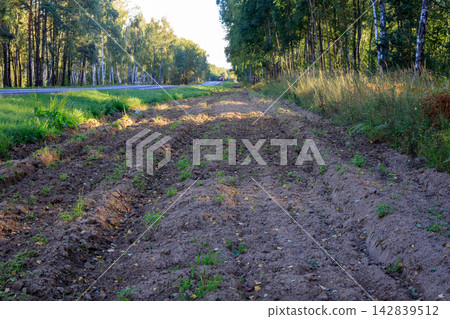 Mineralized fire line protection strip next to asphalt road along forest margin. 142839512