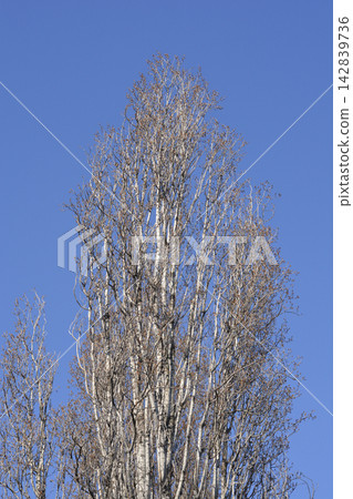 Lombardy poplar Lombardy poplar 142839736
