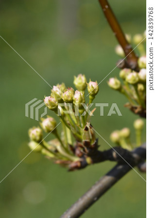 Japanese pear 142839768