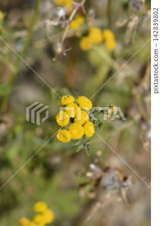 Close up of common tansy flower heads in a field Close up of common tansy flower heads in a field 142839802
