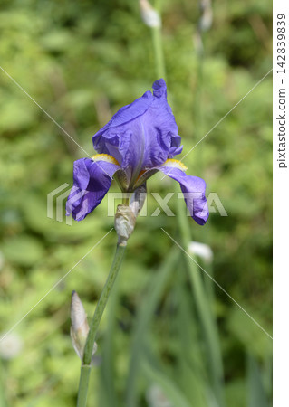 Southern Adriatic Iris Southern Adriatic Iris 142839839