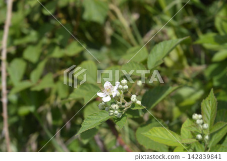 Wild blackberry blossom with buds on a branch in nature Wild blackberry blossom with buds on a branch in nature 142839841