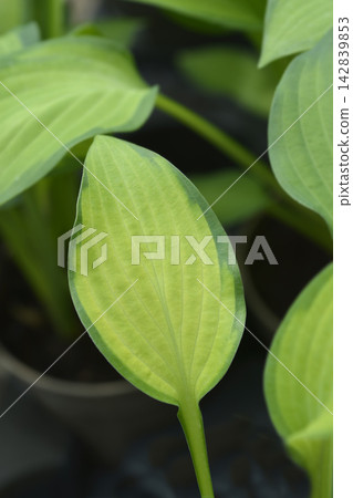 Plantain Pauls Glory Plantain Pauls Glory 142839853