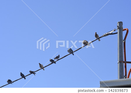 Pigeons sitting on a power line against blue sky Pigeons sitting on a power line against blue sky 142839873