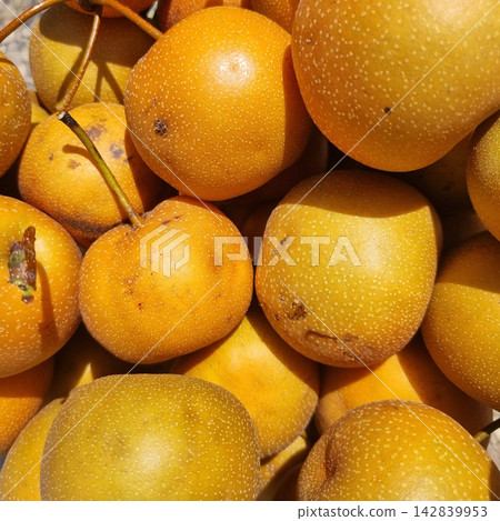 Freshly harvested organic Asian pears in a full frame background Freshly harvested organic Asian pears in a full frame background 142839953