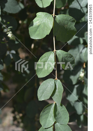 Close up of common snowberry branch with oval leaves Close up of common snowberry branch with oval leaves 142839965