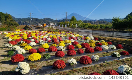 富士宮市的菊花 富士宮市的菊花 142840501