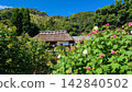 奧加內家的醉芙蓉 142840502