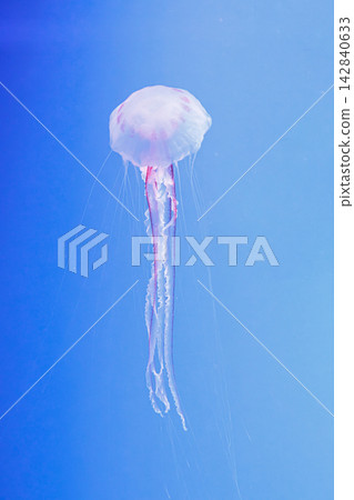 Purple striped jellyfish pelagia noctiluca in marine habitat Purple striped jellyfish pelagia noctiluca in marine habitat 142840633