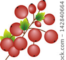 Branch with red berries and green leaves isolated on white background for autumn harvest botanical garden illustration 142840664