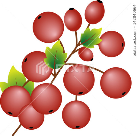 Branch with red berries and green leaves isolated on white background for autumn harvest botanical garden illustration Branch with red berries and green leaves isolated on white background for autumn harvest botanical garden illustration 142840664