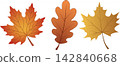 Autumn leaves set including orange maple and brown oak leaf isolated on white background for seasonal fall nature foliage design 142840668