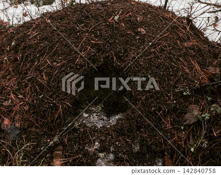 Large Anthill in Forest 142840758