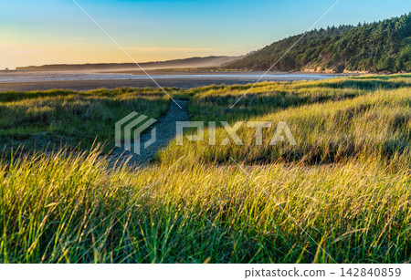 Beach Grass Scene Beach Grass Scene 142840859