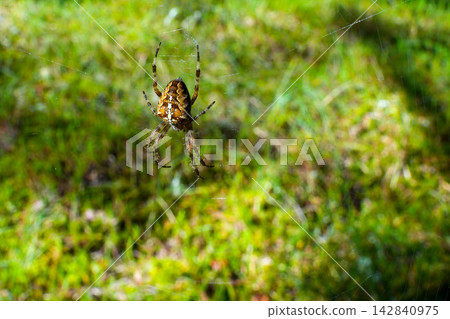 European Garden Spider, cross spider, Araneus diadematus or Orb-Weaver in Green Natural Habitat European Garden Spider, cross spider, Araneus diadematus or Orb-Weaver in Green Natural Habitat 142840975