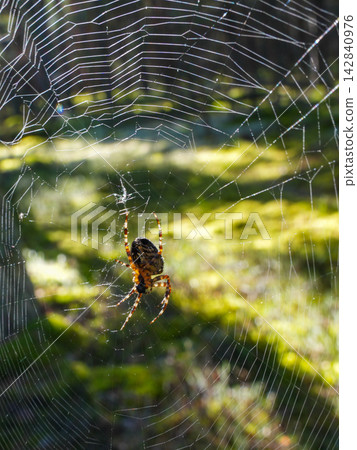 European Garden Spider Araneus diadematus on Sunlit Orb Web in Natural Forest Habitat 142840976