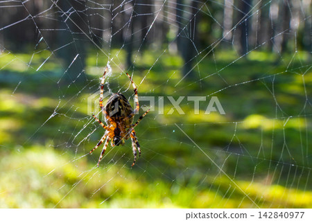 European Garden Spider Araneus diadematus on Orb Web in Sunlit Green Forest Natural Habitat 142840977